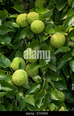 Osage-Orange, Hedge-Apfel (Maclura Pomifera), Frucht auf einem Baum Stockfoto