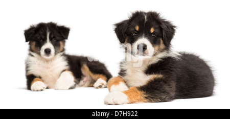 Zwei Australian Shepherd Welpen, 2 Monate alt, Lügen und schaut in die Kamera vor weißem Hintergrund Stockfoto