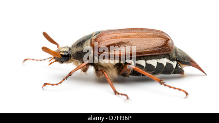 Männliche Maikäfer, Melolontha Melolontha, bekannt als Fehler kann, Mitchamador, Billy Hexe oder Spang Käfer vor weißem Hintergrund Stockfoto