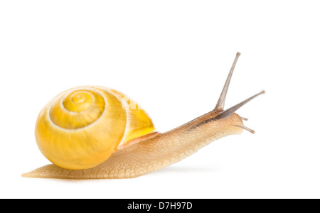 Grove-Schnecke oder braun-lippige Schnecke ohne dunkle Bander, Bänderschnecken Nemoralis, vor einem weißen Hintergrund Stockfoto