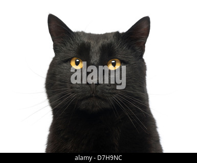 Nahaufnahme einer schwarzen Katze suchen auf weißem Hintergrund Stockfoto
