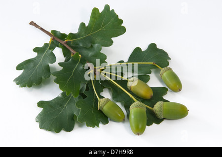 Pendelbewegung Eiche englischer Eiche Quercus Robur Zweig mit Blättern grüne Eicheln Studio Bild vor weißem Hintergrund Stockfoto