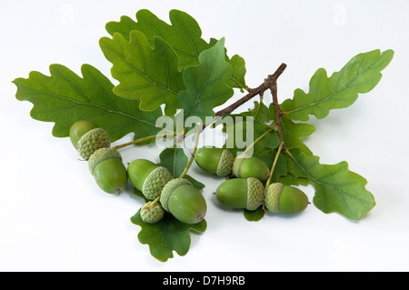 Pendelbewegung Eiche englischer Eiche Quercus Robur Zweig mit grünen Eicheln Studio Bild vor weißem Hintergrund Stockfoto