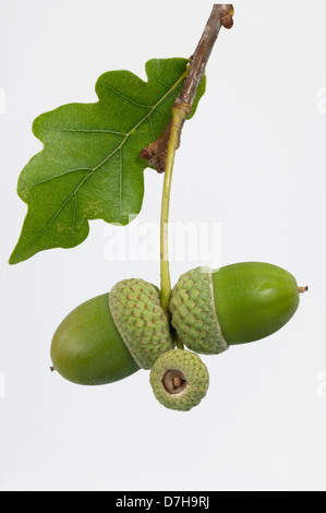 Pendelbewegung Eiche englischer Eiche Quercus Robur Zweig mit Blatt grüne Eicheln Studio Bild vor weißem Hintergrund Stockfoto