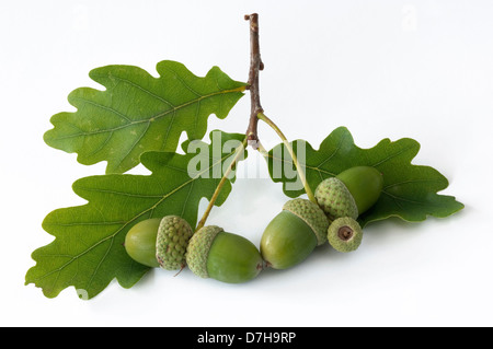 Pendelbewegung Eiche englischer Eiche Quercus Robur Zweig mit Blättern grüne Eicheln Studio Bild vor weißem Hintergrund Stockfoto