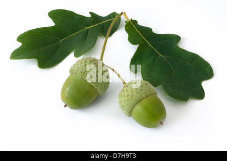 Pendelbewegung Eiche englischer Eiche Quercus Robur Zweig mit Blättern grüne Eicheln Studio Bild vor weißem Hintergrund Stockfoto