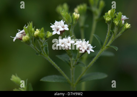 Stevia, Sweet Leaf von Paraguay (Stevia Rebaudiana). Blühende Stengel Stockfoto