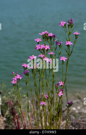 Gemeinsamen Tausendgüldenkraut (Centaurium Saccharopolyspora), blühende Pflanze am Rand Wassers Stockfoto