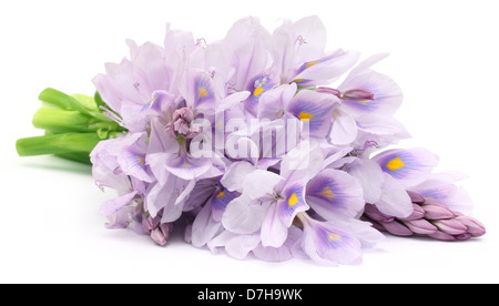 Wasser-Hyazinthe-Blume Stockfoto