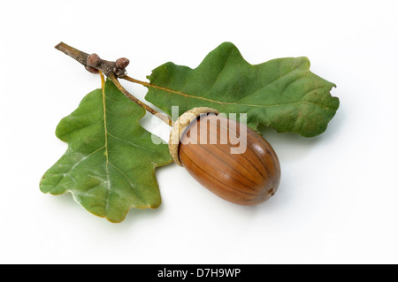 Pendelbewegung Eiche englischer Eiche Quercus Robur Zweig mit Blättern Reife Eichel Studio Bild vor weißem Hintergrund Stockfoto