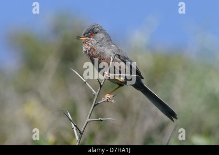 Dartford Warbler (Sylvia Undata) auf Ginster Bush, Giglio Insel, Toskana, Italien Stockfoto