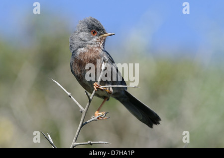 Dartford Warbler (Sylvia Undata) auf Ginster Bush, Giglio Insel, Toskana, Italien Stockfoto