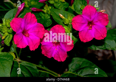 04:00 Pflanze, Marvel von Peru (Mirabilis Jalapa), Blüte Stockfoto