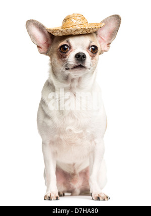 Chihuahua, 2 Jahre alt, sitzen und tragen einen Strohhut auf weißen Hintergrund Stockfoto