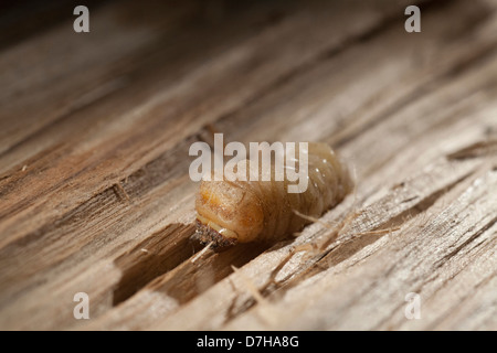 Altes Haus Borer Haus Langhorn Käfer Hylotrupes Bajulus Larve im Holz Stockfoto