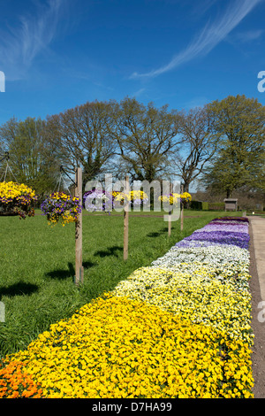 Stiefmütterchen / violette Blume Anzeige bei RHS Wisley Gardens, Surrey, England Stockfoto