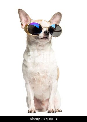Chihuahua, 2 Jahre alt, sitzt und das Tragen von Sonnenbrillen vor weißem Hintergrund Stockfoto