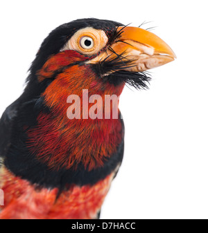 Close-up auf einen bärtigen Barbet Lybius Dubius, vor einem weißen Hintergrund Stockfoto