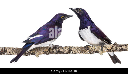 Zwei männliche violett-backed Starling Cinnyricinclus Leucogaster, thront auf einem Ast vor einem weißen Hintergrund Stockfoto