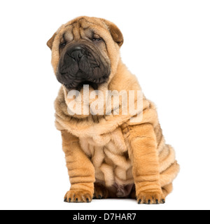 Vorderansicht eines Shar pei Welpen, 11 Wochen alt, vor weißem Hintergrund Stockfoto