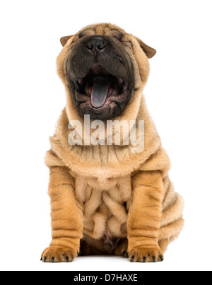 Vorderansicht eines Shar pei Welpen, 11 Wochen alt, Gähnen vor weißem Hintergrund Stockfoto