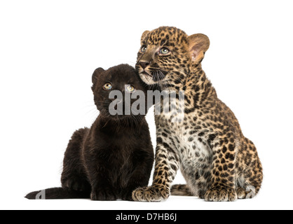 Schwarz und Spotted Leopard jungen sitzen nebeneinander vor weißem Hintergrund Stockfoto