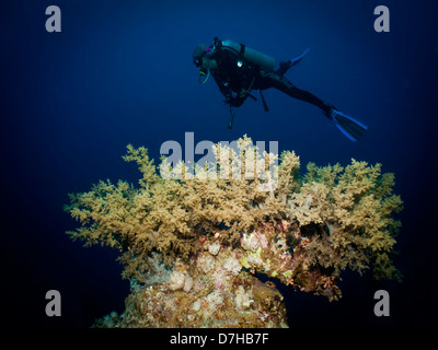 Weichkorallen, aufgenommen am Ras Mohamed in Rotes Meer, Ägypten. Stockfoto