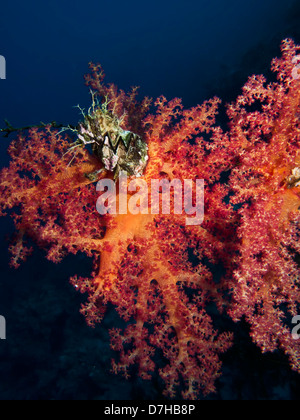 Weichkorallen, aufgenommen am Ras Mohamed in Rotes Meer, Ägypten. Stockfoto