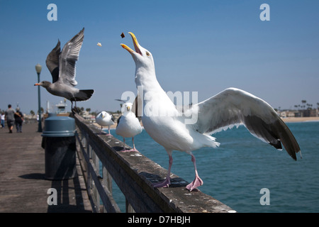 Westliche Möve Larus Occidentalis stehen die Schiene des Pier beim schnappen nach Leckerbissen Stockfoto