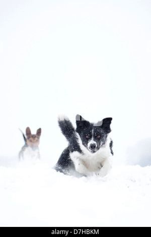 Border-Collie laufen durch Schnee gefolgt von Jack Russell Terrier Stockfoto