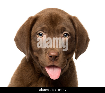 Nahaufnahme eines Labrador Retriever-Welpen, 2 Monate alt, vor weißem Hintergrund Stockfoto