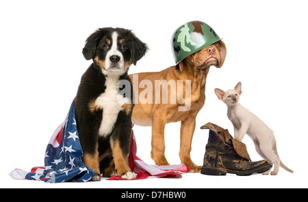 Gruppe von patriotischen Hunde und Katze vor weißem Hintergrund Stockfoto