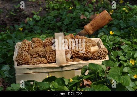 Korb, gefüllt mit gelben Morcheln, gemeinsame Morcheln (Morchella Esculenta) Stockfoto