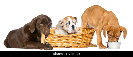 Dogge de Bordeaux Essen aus einem Hundenapf, englische Bulldogge in Korb und Labrador Retriever kauen Knochen vor weißem Hintergrund Stockfoto