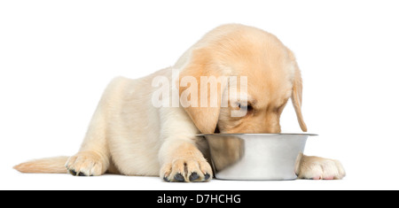 Labrador Retriever Welpe liegend und Essen aus Schüssel, 2 Monate alt, vor weißem Hintergrund Stockfoto