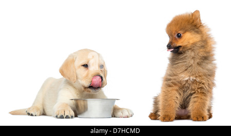 Labrador Retriever Welpen leckte die Lippen beobachtet von Deutscher Zwergspitz Welpen, beide 2 Monate alt, vor weißem Hintergrund Stockfoto