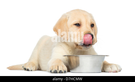 Labrador Retriever Welpen, 2 Monate alt, leckte sich die Lippen vor einer Schüssel vor weißem Hintergrund Stockfoto