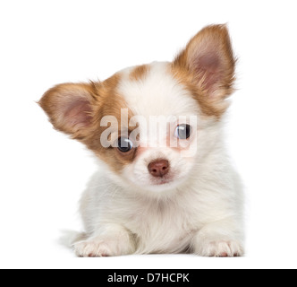 Chihuahua Welpen, 2 Monate alt, liegend vor weißem Hintergrund Stockfoto