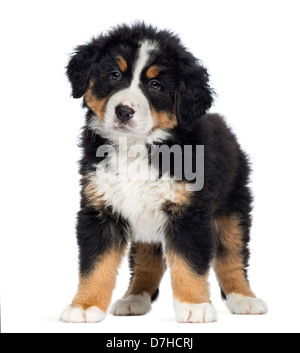 Berner Sennenhund Welpen, 2 Monate alt, stehen auf weißen Hintergrund Stockfoto