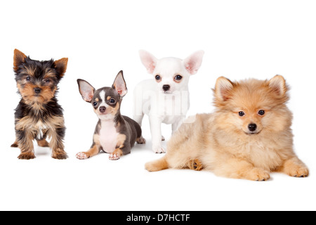 Gruppe von Hunden verschiedener Rassen, auf einem weißen Hintergrund. Stockfoto