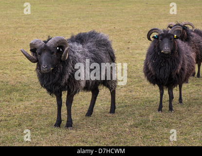 Hebridean Schafe. Das Foto zeigt einen Widder mit zwei Mutterschafe. Stockfoto