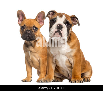 Englische Bulldogge Welpen und französische Bulldogge Welpen, sitzen nebeneinander vor weißem Hintergrund Stockfoto