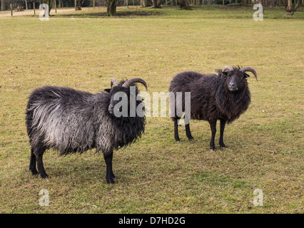 Hebridean Schafe. Das Foto zeigt zwei Mutterschafe. Stockfoto