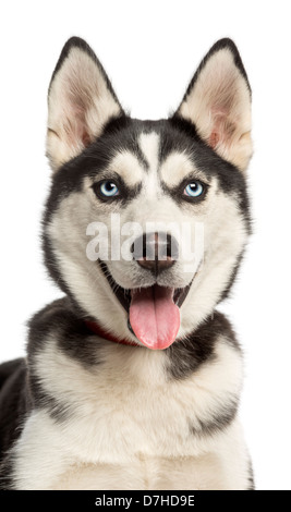 Nahaufnahme eines Siberian Husky-Welpen, 6 Monate alt, keuchend vor weißem Hintergrund Stockfoto