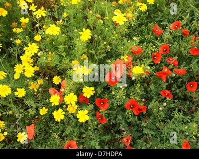 Gelbe Margeriten und Mohn in einer Wiese Stockfoto