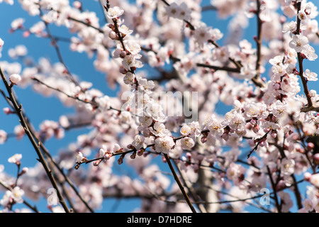 Japan, Kyoto, Ginkaku-Ji (Jishō-Ji oder Tempel des Silber-Pavillons) Zen-buddhistischen Tempel, Kirschblüten Stockfoto