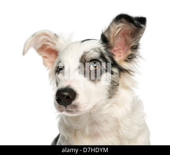 Nahaufnahme von einem Border Collie mit Wand-Augen, 5 Monate alt, vor weißem Hintergrund Stockfoto