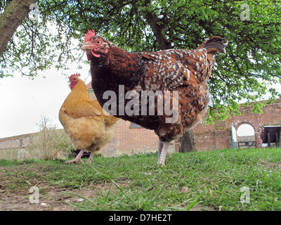 Kreuzung Hühner in Norfolk Stockfoto