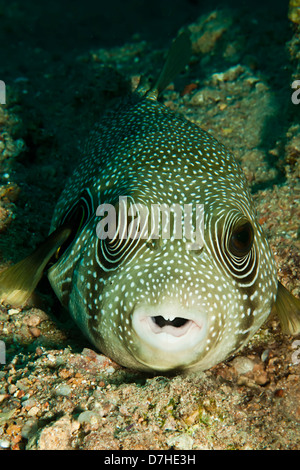 Whitespotted Kugelfisch (Arothron Hispidus) Stockfoto