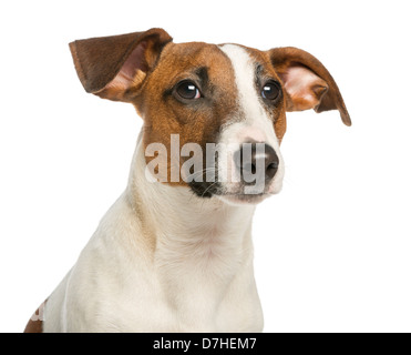Nahaufnahme von einem Jack-Russell-Terrier vor weißem Hintergrund Stockfoto